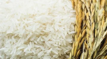 سعر الأرز الشعير السبت 29-11-2025: رفيع وعريض الحبة يتصدر السوق